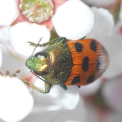 Castiarina octomaculata at O'Connor, ACT - 22 Oct 2021 05:10 PM