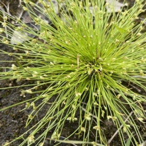 Isolepis cernua at Jerrabomberra, ACT - 21 Oct 2021 12:25 PM