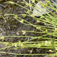 Isolepis cernua at Jerrabomberra, ACT - 21 Oct 2021 12:25 PM