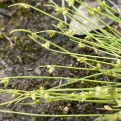 Isolepis cernua at Jerrabomberra, ACT - 21 Oct 2021