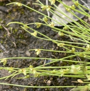 Isolepis cernua at Jerrabomberra, ACT - 21 Oct 2021 12:25 PM