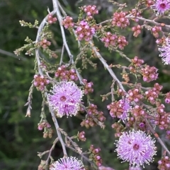 Kunzea parvifolia (Violet Kunzea) at Hackett, ACT - 21 Oct 2021 by JaneR