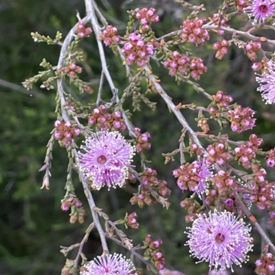 Kunzea parvifolia (Violet Kunzea) at Hackett, ACT - 21 Oct 2021 by JaneR