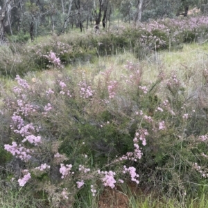 Kunzea parvifolia at Hackett, ACT - 21 Oct 2021 06:47 PM