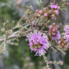 Kunzea parvifolia at Hackett, ACT - 21 Oct 2021