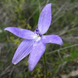 Glossodia major at Kambah, ACT - 22 Oct 2021