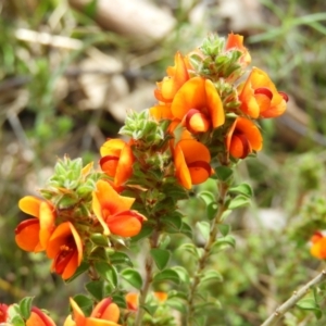 Pultenaea procumbens at Kambah, ACT - 22 Oct 2021