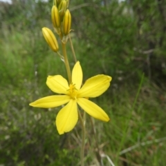 Bulbine bulbosa (Golden Lily) at Kambah, ACT - 22 Oct 2021 by MatthewFrawley