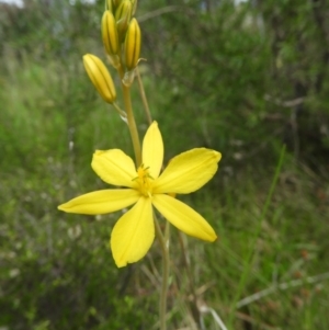 Bulbine bulbosa at Kambah, ACT - 22 Oct 2021