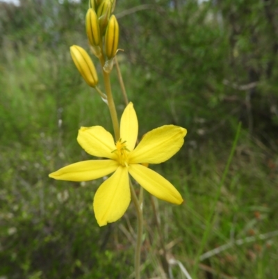 Bulbine bulbosa (Golden Lily) at Mount Taylor - 22 Oct 2021 by MatthewFrawley