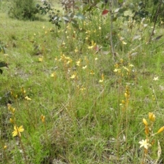 Bulbine bulbosa at Kambah, ACT - 22 Oct 2021