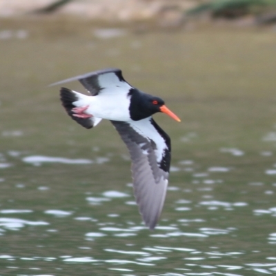 Haematopus longirostris (Australian Pied Oystercatcher) at Boole Poole, VIC - 6 Sep 2019 by KylieWaldon