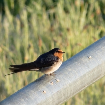 Hirundo neoxena (Welcome Swallow) at Sullivans Creek, Lyneham North - 23 Oct 2021 by RobertD