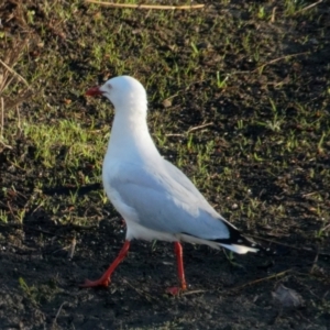 Chroicocephalus novaehollandiae at Lyneham, ACT - 23 Oct 2021