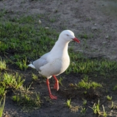 Chroicocephalus novaehollandiae at Lyneham, ACT - 23 Oct 2021