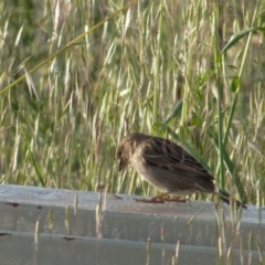 Passer domesticus (House Sparrow) at Sullivans Creek, Lyneham North - 22 Oct 2021 by RobertD