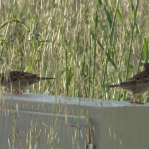 Passer domesticus at Lyneham, ACT - 23 Oct 2021 07:07 AM