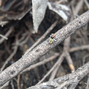 Maratus calcitrans at Michelago, NSW - 21 Oct 2021