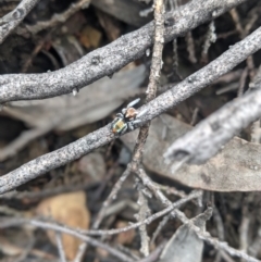 Maratus calcitrans at Michelago, NSW - suppressed