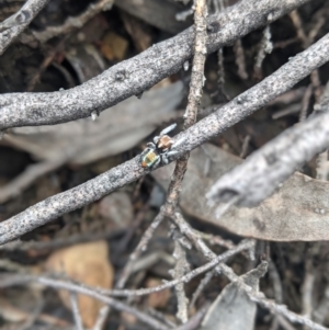 Maratus calcitrans at Michelago, NSW - suppressed