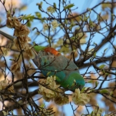 Psephotus haematonotus (Red-rumped Parrot) at Lyneham, ACT - 22 Oct 2021 by RobertD