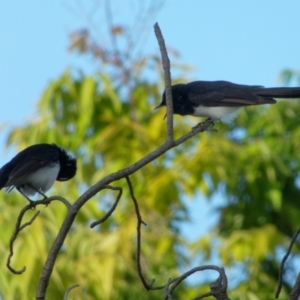 Rhipidura leucophrys at Lyneham, ACT - 22 Oct 2021