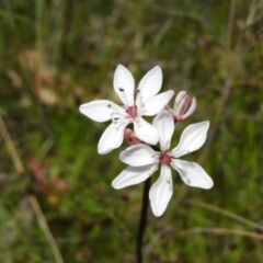 Burchardia umbellata (Milkmaids) at Mount Taylor - 22 Oct 2021 by MatthewFrawley