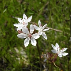 Burchardia umbellata at Kambah, ACT - 22 Oct 2021