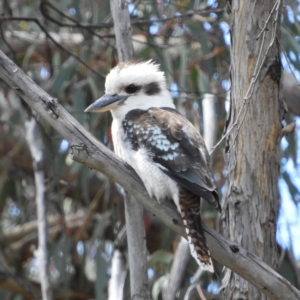 Dacelo novaeguineae at Kambah, ACT - 22 Oct 2021