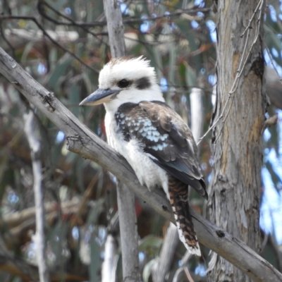 Dacelo novaeguineae (Laughing Kookaburra) at Kambah, ACT - 22 Oct 2021 by MatthewFrawley