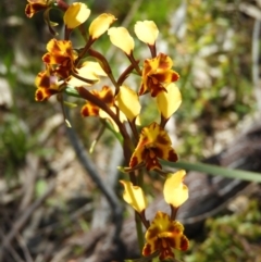 Diuris semilunulata (Late Leopard Orchid) at Mount Taylor - 22 Oct 2021 by MatthewFrawley
