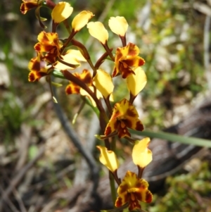 Diuris semilunulata at Kambah, ACT - suppressed