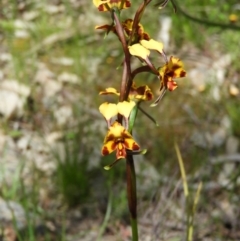 Diuris semilunulata at Kambah, ACT - suppressed