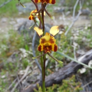 Diuris semilunulata at Kambah, ACT - suppressed