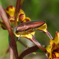 Melobasis propinqua (Propinqua jewel beetle) at Kambah, ACT - 22 Oct 2021 by MatthewFrawley