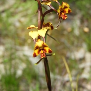 Melobasis propinqua at Kambah, ACT - 22 Oct 2021