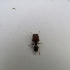 Pheidole sp. (genus) (Seed-harvesting ant) at McKellar, ACT - 21 Oct 2021 by Birdy