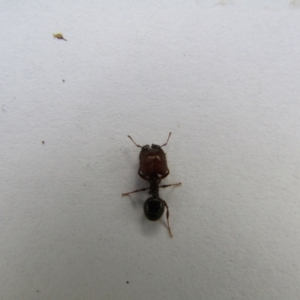 Pheidole sp. (genus) at McKellar, ACT - 21 Oct 2021