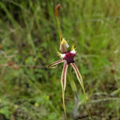 Caladenia parva (Brown-clubbed Spider Orchid) at Williamsdale, NSW - 18 Oct 2021 by mainsprite