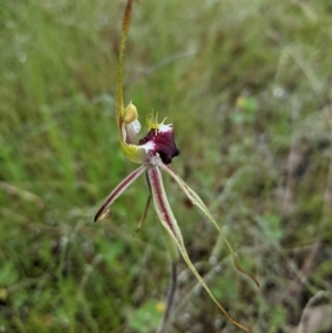 Caladenia parva at Williamsdale, NSW - 19 Oct 2021