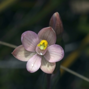 Thelymitra carnea at Molonglo Valley, ACT - suppressed