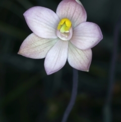 Thelymitra carnea (Tiny Sun Orchid) at Molonglo Valley, ACT - 18 Oct 2021 by jbromilow50