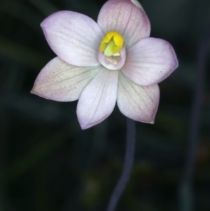 Thelymitra carnea at Molonglo Valley, ACT - suppressed