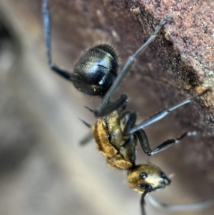 Polyrhachis semiaurata at Jerrabomberra, NSW - 23 Oct 2021