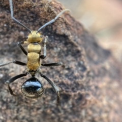 Polyrhachis semiaurata at Jerrabomberra, NSW - 23 Oct 2021