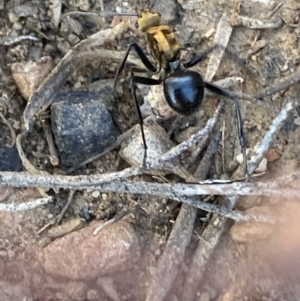 Polyrhachis semiaurata at Jerrabomberra, NSW - 23 Oct 2021