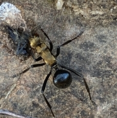 Polyrhachis semiaurata at Jerrabomberra, NSW - 23 Oct 2021