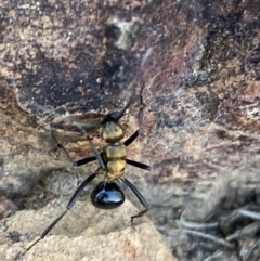 Polyrhachis semiaurata at Jerrabomberra, NSW - 23 Oct 2021