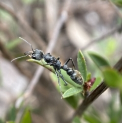 Myrmecia sp., pilosula-group (Jack jumper) at Mount Jerrabomberra QP - 22 Oct 2021 by Steve_Bok