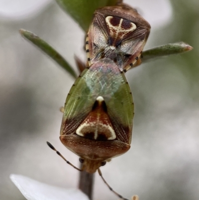 Eupolemus angularis (Acanthosomatid bug) at Mount Jerrabomberra - 22 Oct 2021 by Steve_Bok